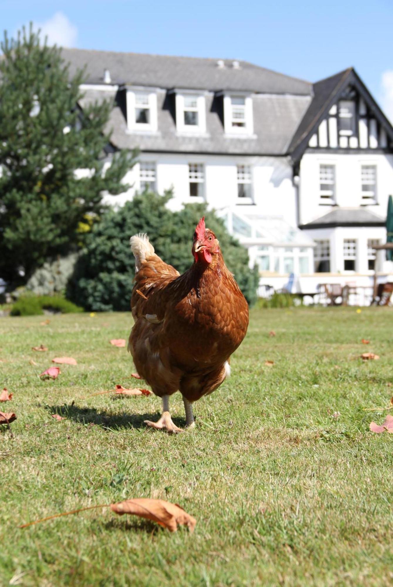 Ilsington Country House Hotel & Spa Εξωτερικό φωτογραφία